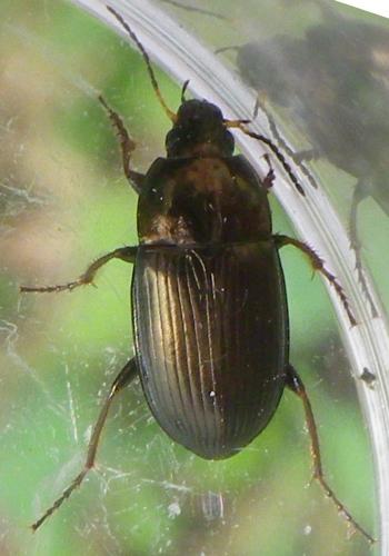 Amara similata
